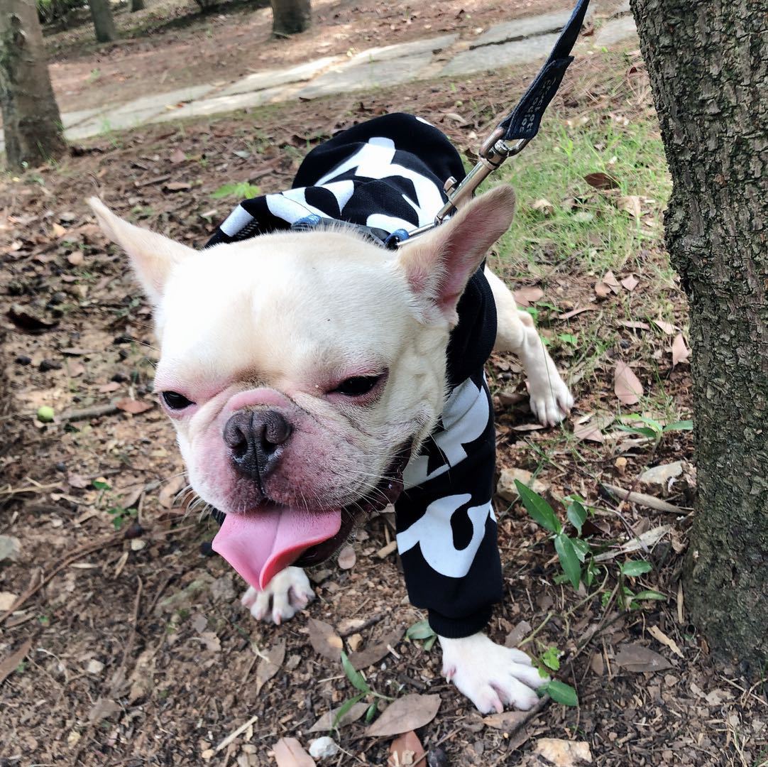 Pet Fashion Clothes Black Fashion Clothes Versatile